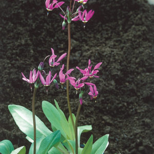 Dodecatheon meadia AGM