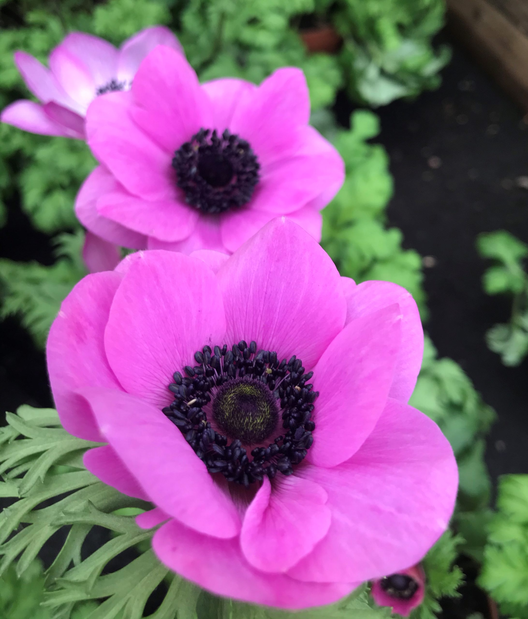 Anemone De Caen Mixed ideal for cut flowers or grow in pots