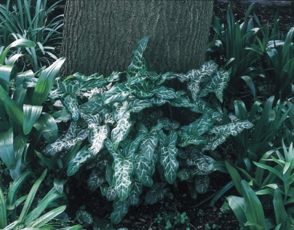 Arum italicum subsp Marmoratum AGM
