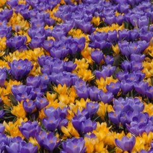 Crocus Remembrance & Yellow Mammoth Collection - 100 bulbs