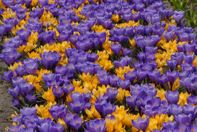 Crocus Remembrance & Yellow Mammoth Collection - 100 bulbs