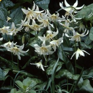 Erythronium californicum White Beauty AGM