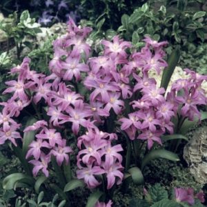 Chionodoxa Violet Beauty
