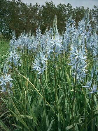 Camassia leichtlinii Blue Heaven