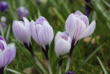 Crocus Large Flowering Collection