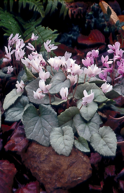 Cyclamen hederifolium White Mist