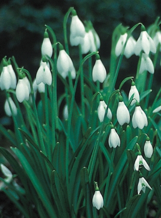 Galanthus nivalis (Single Snowdrops) In the Green AGM