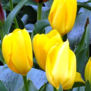 Tulip Fosteriana Golden Emperor