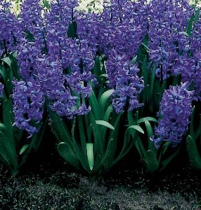 Hyacinth Multiflora Blue