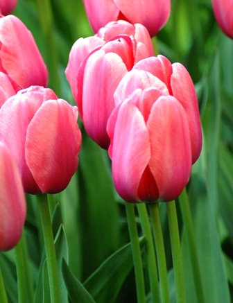 Tulip Darwin Hybrid Pink Impression AGM