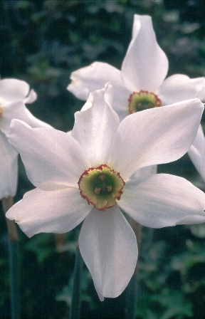 Daffodil Division 10 Species Pheasant Eye AGM
