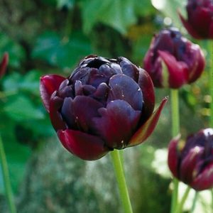 Tulip Double Late Black Hero