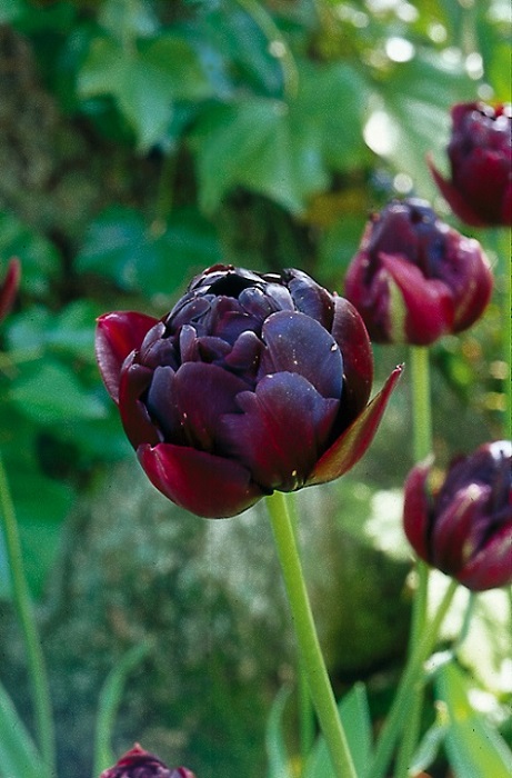 Tulip Double Late Black Hero