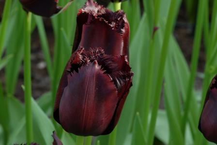 Tulip Fringed Cuban-Night