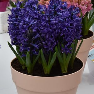 Hyacinth Prepared Blue Pearl