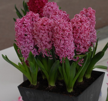 Hyacinth Prepared Pink Pearl