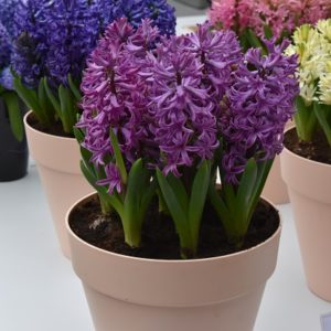 Prepared Hyacinth Collection