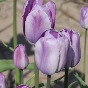 Tulip Breeder La Douceur