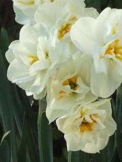 Narcissi Division 4 Double Daffodils Bridal Crown