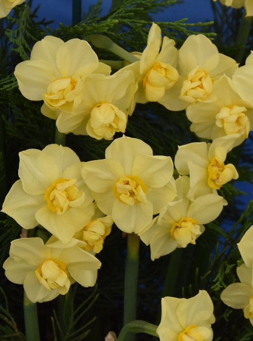 Narcissi Division 4 Double Daffodils Yellow Cheerfulness AGM