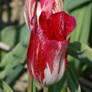Tulip Rembrandt Bridesmaid