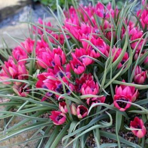Tulip Specie Little Beauty AGM