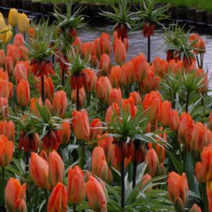 Collection of Orange Emperor and Fritillaria Rubra