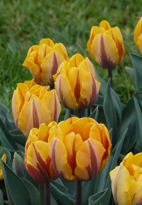 Tulip Triumph Princess Margriet
