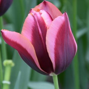 Tulip Triumph Slawa