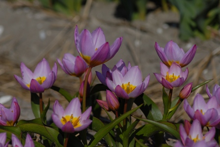 Tulip Specie bakeri Lilac Wonder AGM