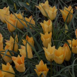 Tulip Specie batalinii Bronze Charm