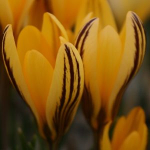 Crocus specie Early Gold