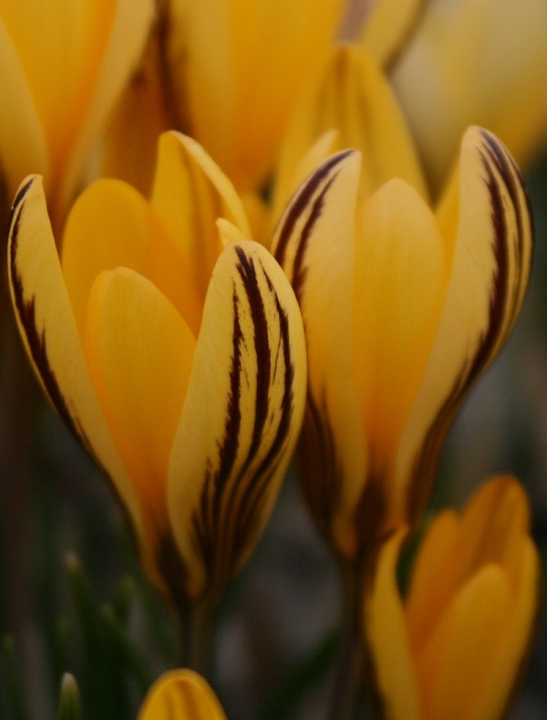 Crocus specie Early Gold
