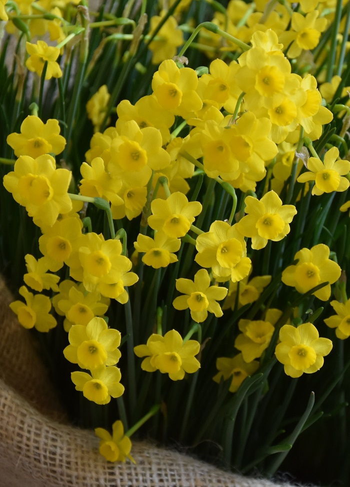 Narcissi Division 10 Species More and More
