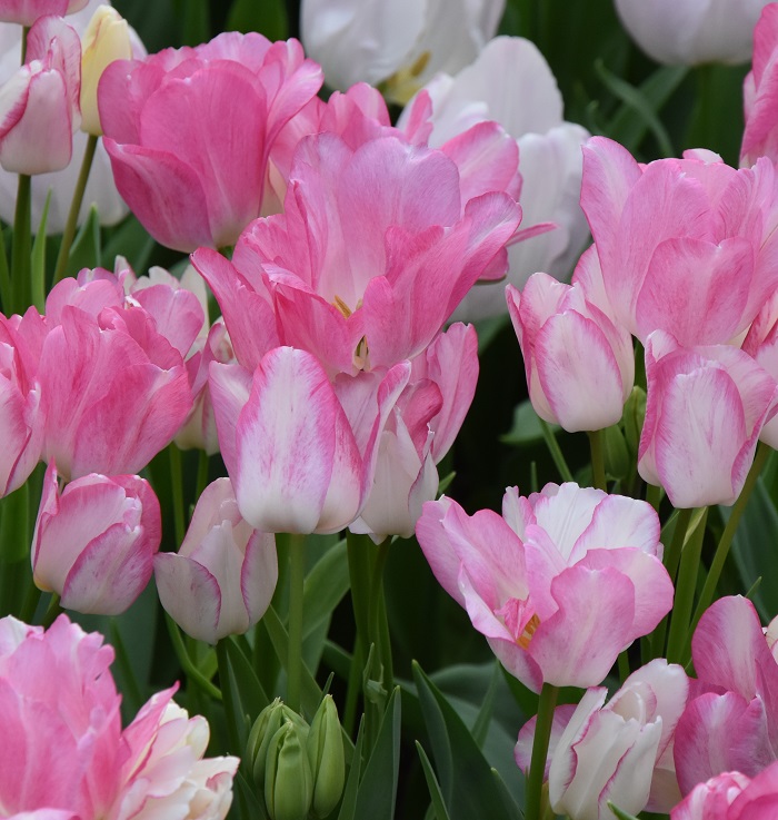 Tulip Multiflora Dream Club similar to Candy Club multiheaded