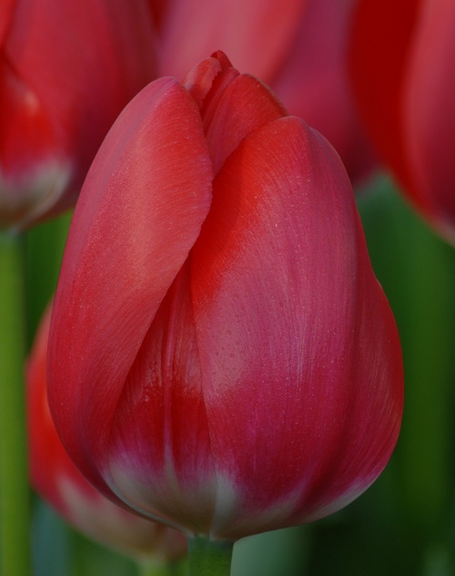 Tulip Darwin Hybrid Cherry Delight