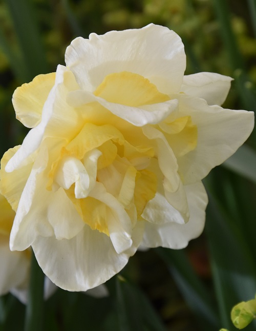 Narcissi Division 4 Double Daffodils White Lion