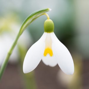 Galanthus Mother Goose