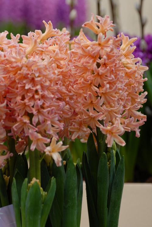 Hyacinth Outdoor Gipsy Queen AGM