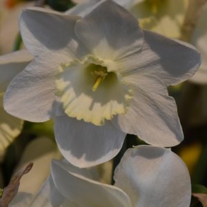 Narcissi Division 2 Large Cupped Frosty Snow