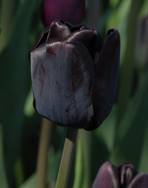 Tulip Single Late Black Bean