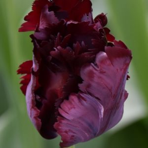 Tulip Parrot Black Parrot AGM