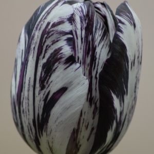 Tulip Rembrandt Black and White