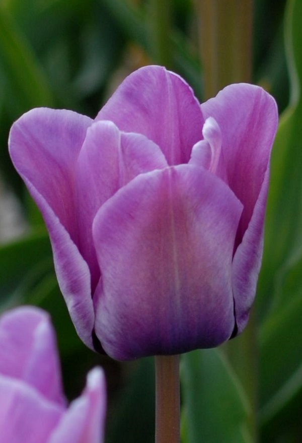 Tulip Breeder Bleu Aimable