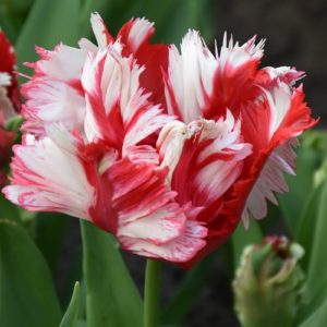 Tulip Parrot Estella Rijnveld