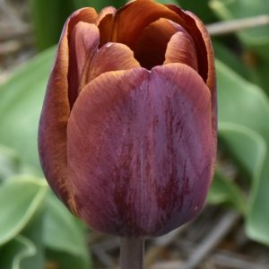 Tulip Breeder James Wild