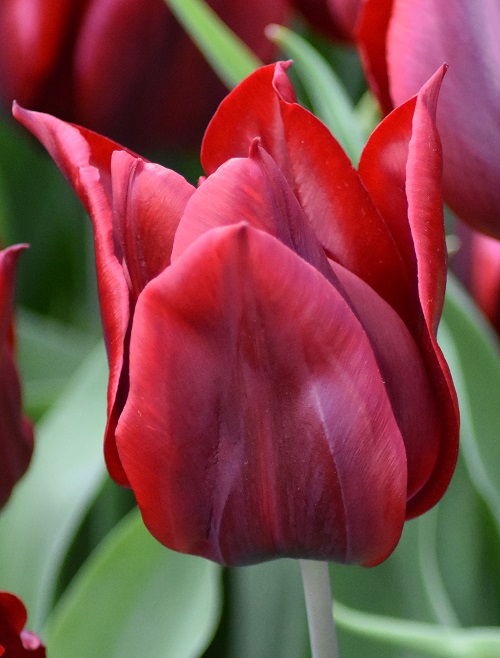 Tulip Triumph Lasting Love
