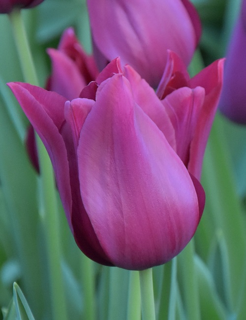 Tulip Lily Flowered Merlot
