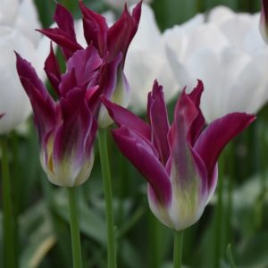Tulip Viridiflora Purple Dance