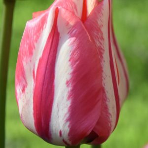 Tulip Triumph Spryng Break